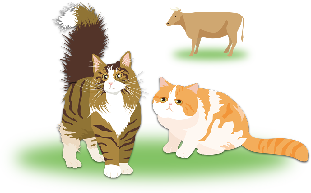 石垣島の動物病院