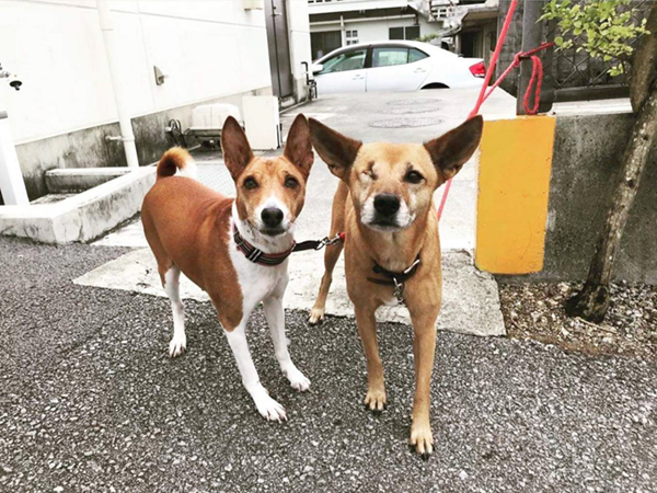 キーストーン動物医療センター石垣　石垣島の動物病院