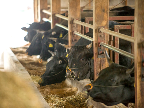 キーストーン動物医療センター石垣　石垣島の動物病院